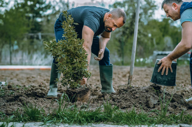 Best Tree Care Services  in Honeoye Falls, NY